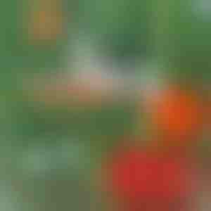 Profi-Pflanzenhefter | PLANTBRAND