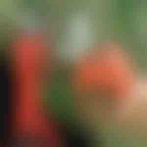 Elektrische Gartenschere, kabellos für Garten und Obstgarten | WHIZZPRUNER