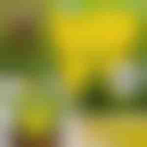 Klebefliegenfallen (10 Stk.) | BUGILURE