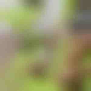 Schneidebrett mit abnehmbarem Behälter 2-in-1| CHOPPINATA