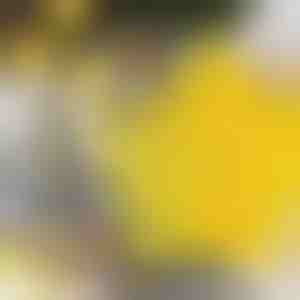 Sternförmige Ausstechformen (6 Stück) | STARCUTS