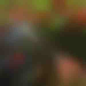 Baumschere | TREESNIP