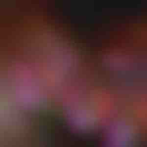 Solar-Gartenblumenlichter | BLOSSUN