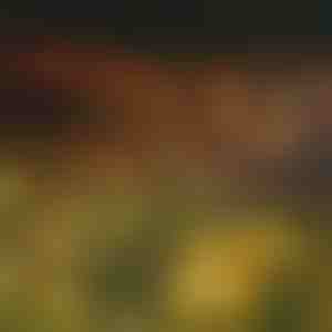 Solar-Lichterkette mit 6 LED-Glühbirnen | SOMPEX